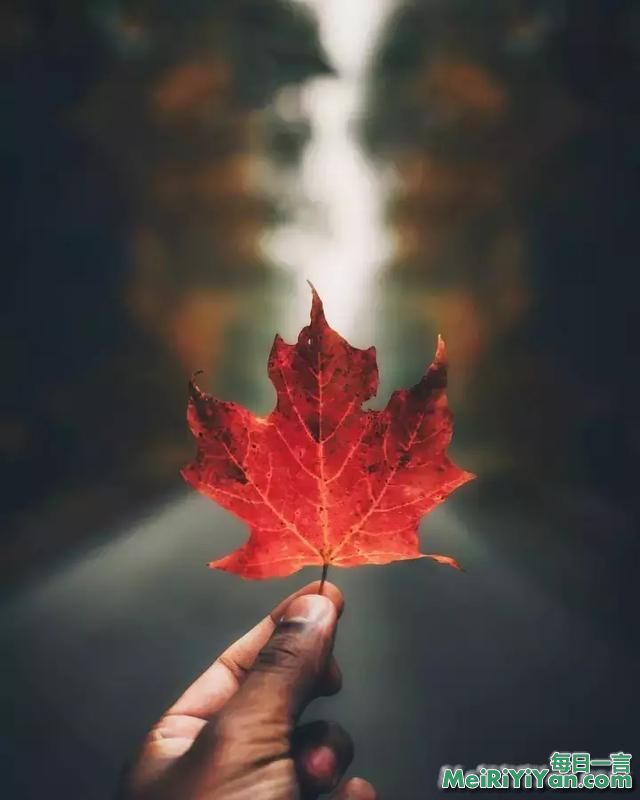 每日一禅：人心如秋天的叶片，一生一落，一落一生